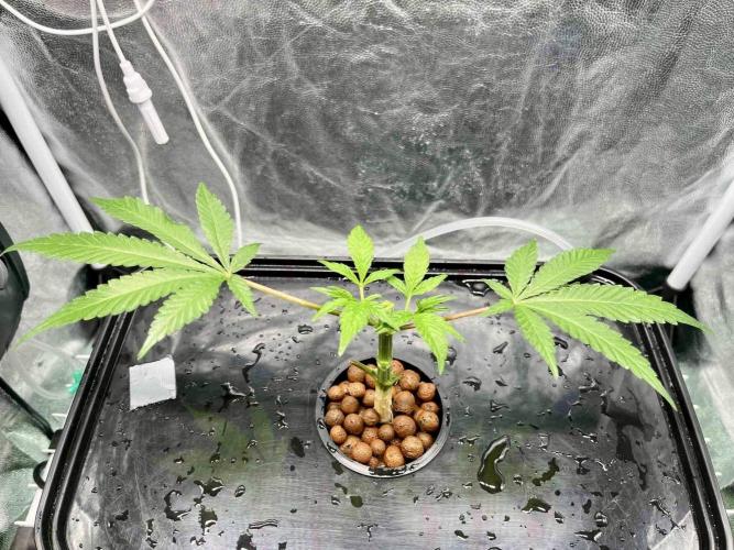 ETHOS: :berry clon /DWC. Week 2