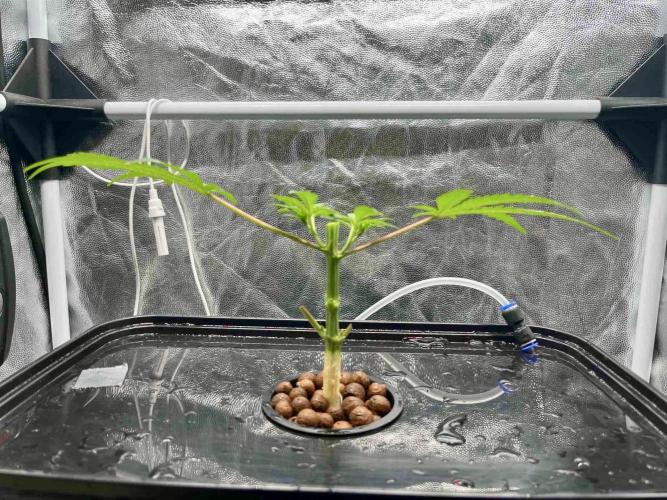 ETHOS: :berry clon /DWC. Week 2