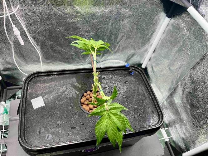 ETHOS: :berry clon /DWC. Week 3