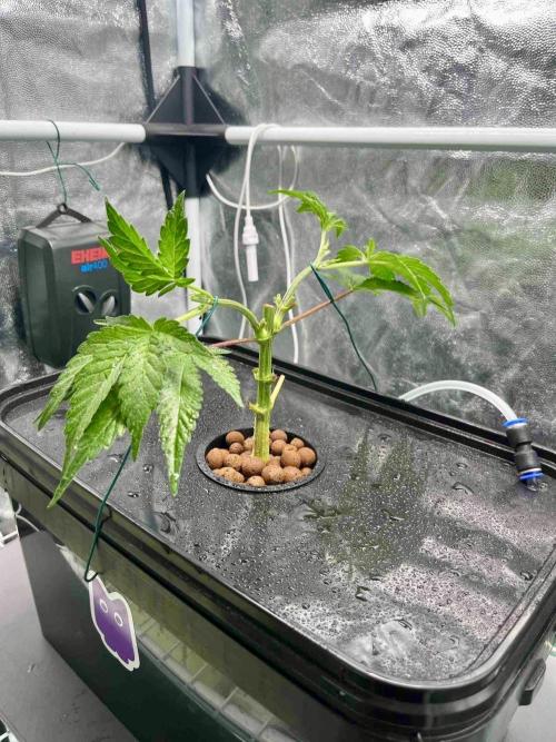 ETHOS: :berry clon /DWC. Week 3