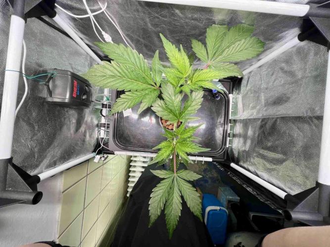 ETHOS: :berry clon /DWC. Week 4