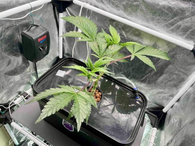 ETHOS: :berry clon /DWC. Week 4