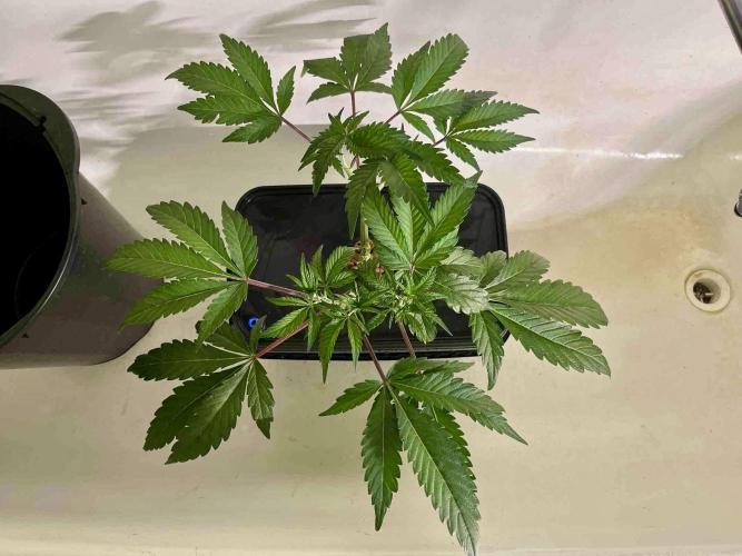 ETHOS: :berry clon /DWC. Week 5