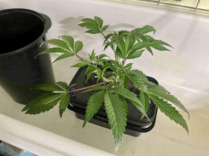 ETHOS: :berry clon /DWC. Week 5