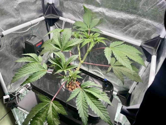 ETHOS: :berry clon /DWC. Week 5