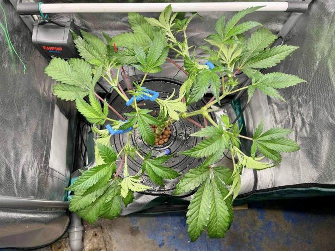 ETHOS: :berry clon /DWC. Week 6