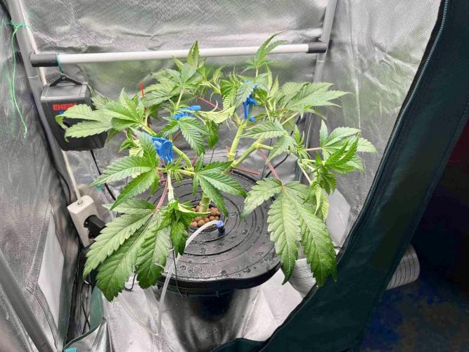 ETHOS: :berry clon /DWC. Week 6