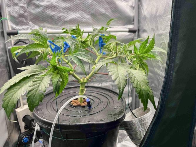 ETHOS: :berry clon /DWC. Week 6