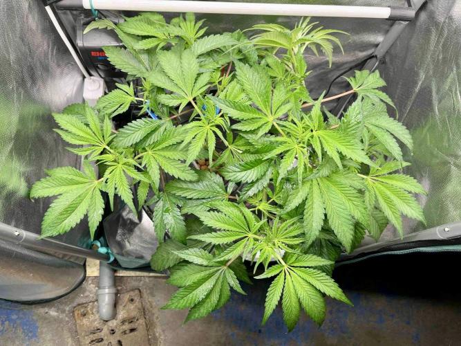 ETHOS: :berry clon /DWC. Week 7