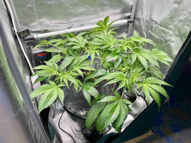 ETHOS: :berry clon /DWC. Week 7