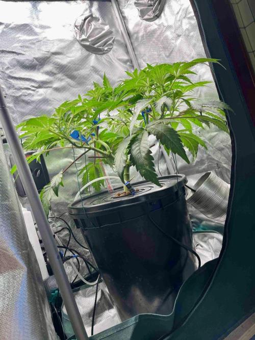 ETHOS: :berry clon /DWC. Week 7