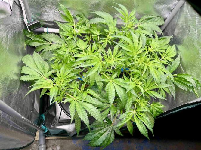 ETHOS: :berry clon /DWC. Week 8