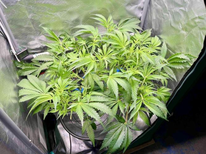 ETHOS: :berry clon /DWC. Week 8