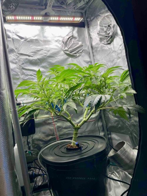 ETHOS: :berry clon /DWC. Week 8