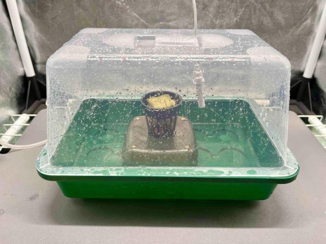 dirty banana gen1 /DWC. Week 0