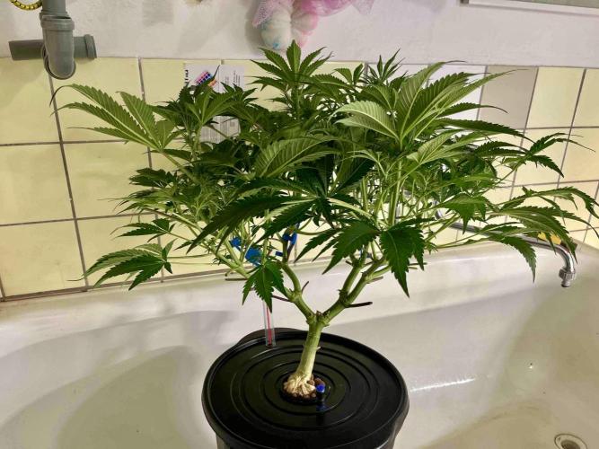 lemon berry clon /DWC. Week 9