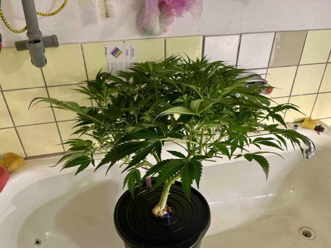 lemon berry clon /DWC. Week 9