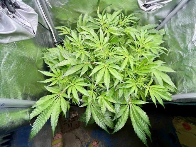 lemon berry clon /DWC. Week 9