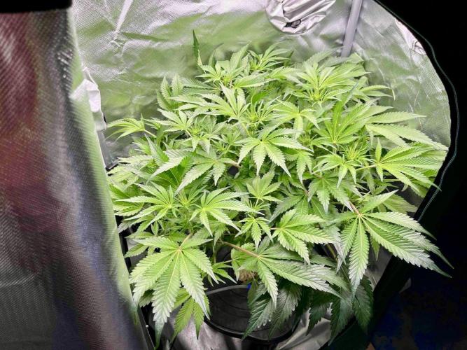 lemon berry clon /DWC. Week 9