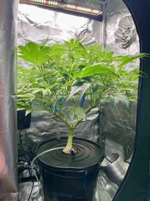 lemon berry clon /DWC. Week 9