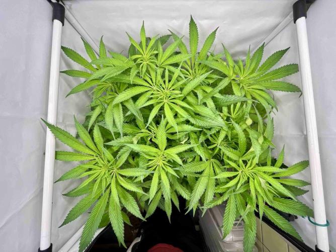 ETHOS: :cherry clon /DWC. Week 9