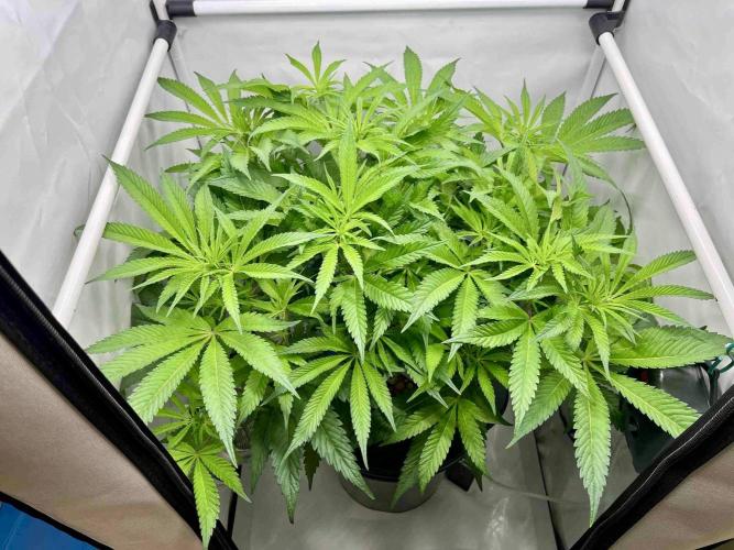 ETHOS: :cherry clon /DWC. Week 9