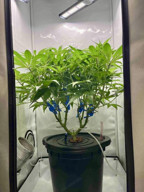 ETHOS: :cherry clon /DWC. Week 9