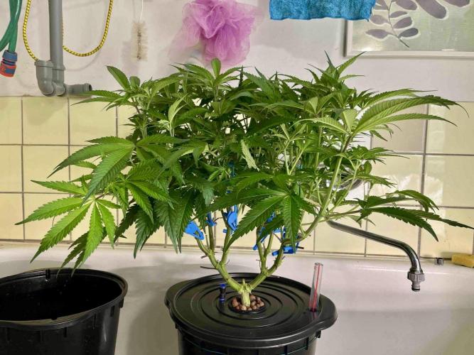 ETHOS: :cherry clon /DWC. Week 9