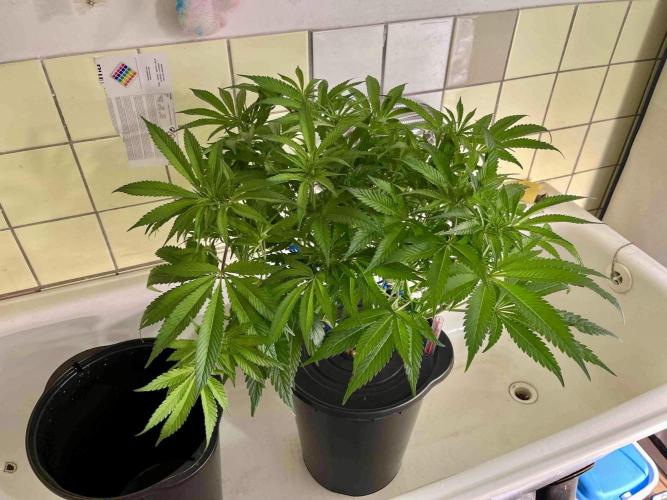 ETHOS: :cherry clon /DWC. Week 9