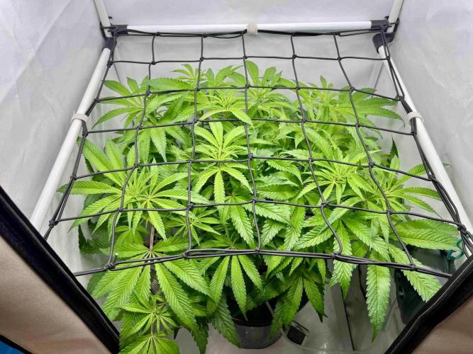 ETHOS: :cherry clon /DWC. Week 9