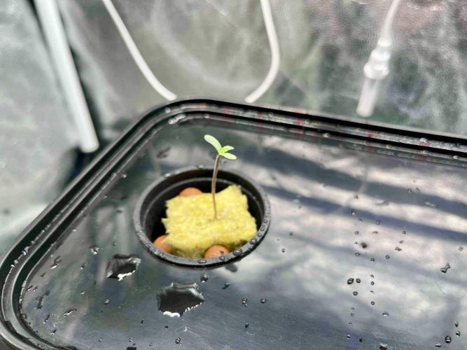 dirty banana gen1 /DWC. Week 1