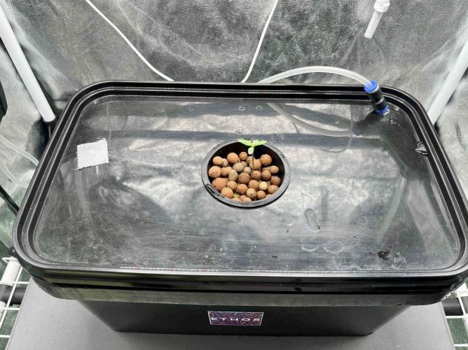 dirty banana gen1 /DWC. Week 1