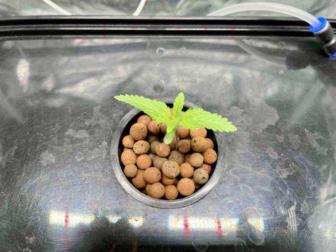 dirty banana gen1 /DWC. Week 2