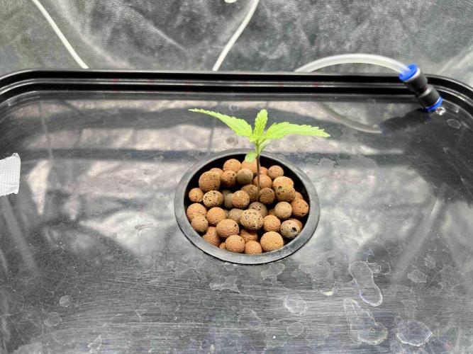 dirty banana gen1 /DWC. Week 2