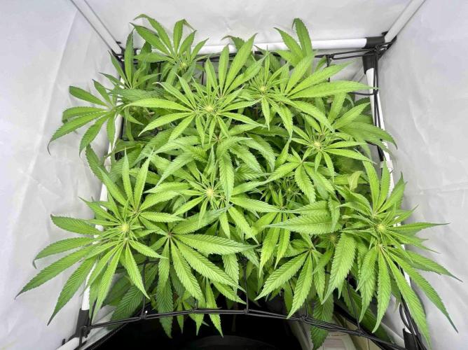 cherry clon /DWC. Week 10