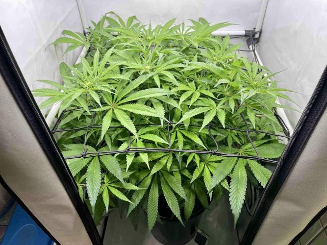 cherry clon /DWC. Week 10