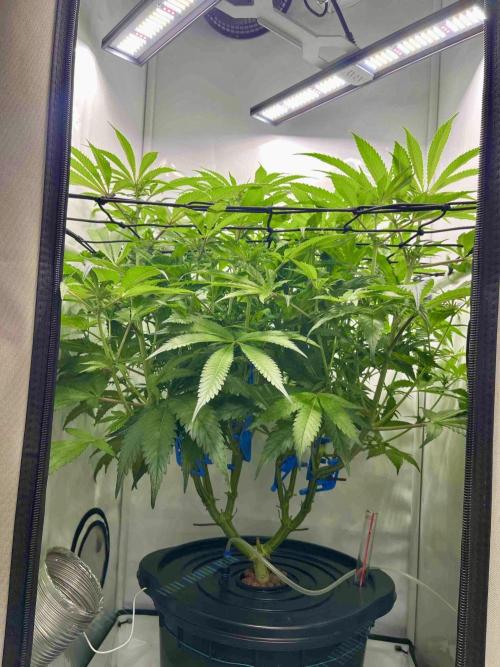 cherry clon /DWC. Week 10