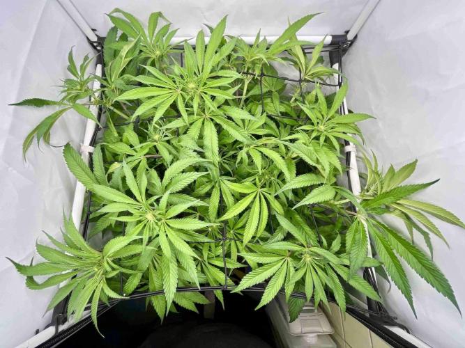 cherry clon /DWC. Week 10