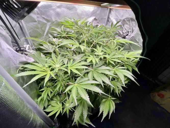 lemon berry clon /DWC. Week 10