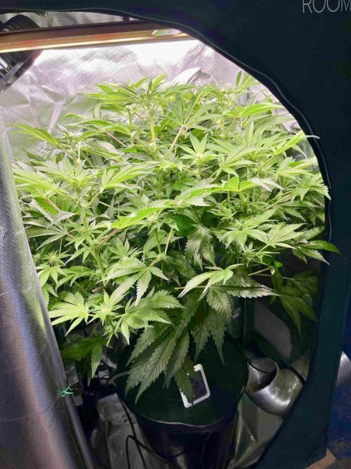 lemon berry clon /DWC. Week 10