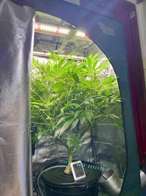 lemon berry clon /DWC. Week 10