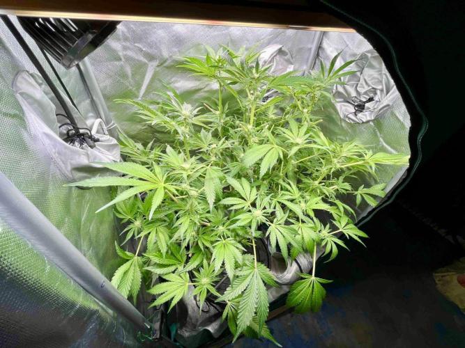 lemon berry clon /DWC. Week 10