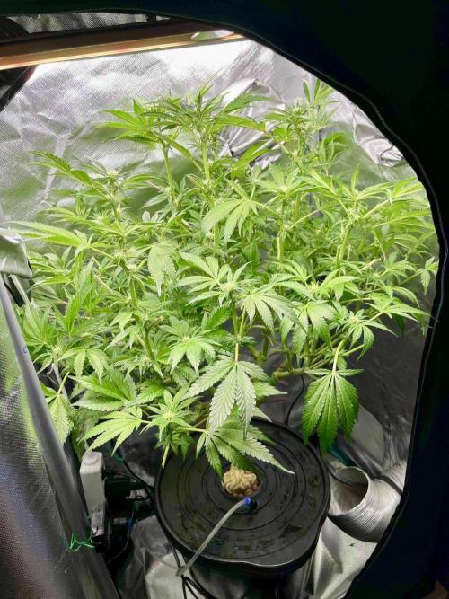 lemon berry clon /DWC. Week 10