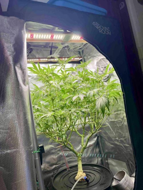 lemon berry clon /DWC. Week 10