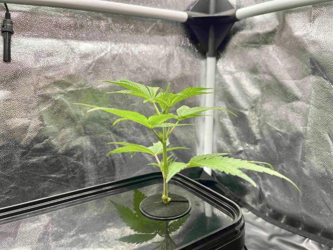 cherry clon #5 /DWC. Week 1