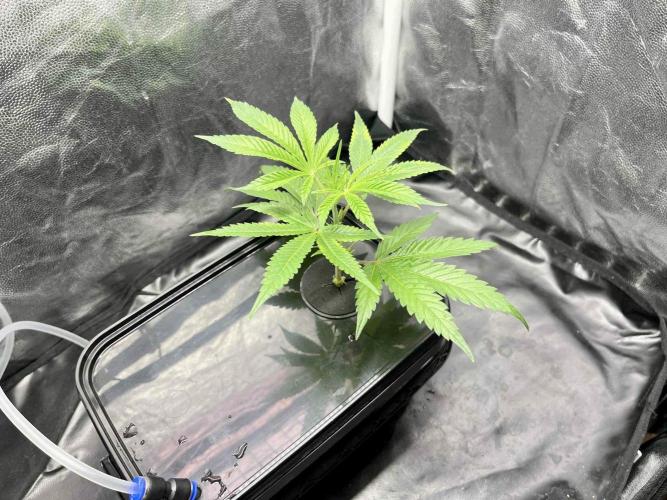 cherry clon #5 /DWC. Week 1