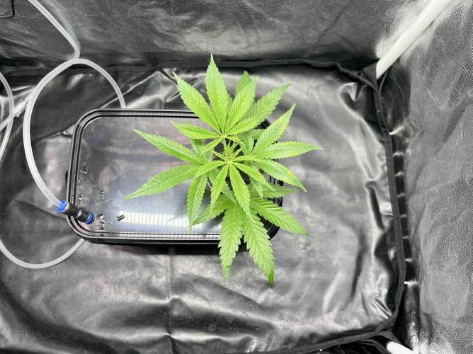 cherry clon #5 /DWC. Week 1