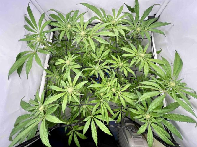 cherry clon /DWC. Week 10