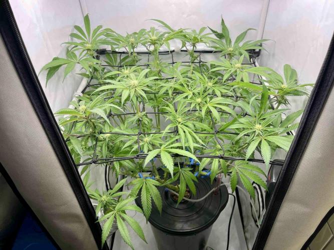 cherry clon /DWC. Week 10