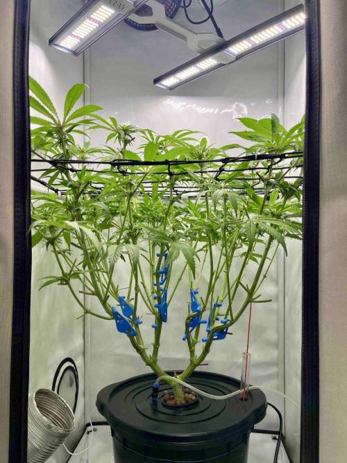 cherry clon /DWC. Week 10